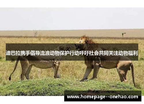 迪巴拉携手倡导流浪动物保护行动呼吁社会共同关注动物福利